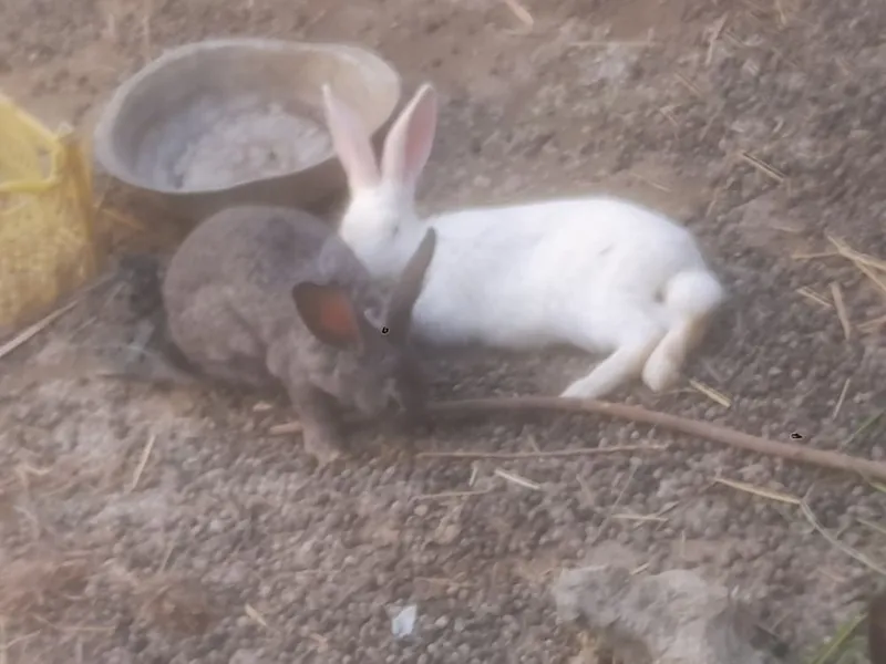 Куёнлар сотилади — фото 5