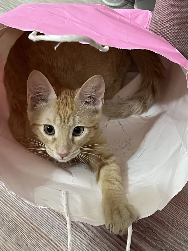 рыжий котенок в хорошие руки 1 рыжий котенок в хорошие руки 1