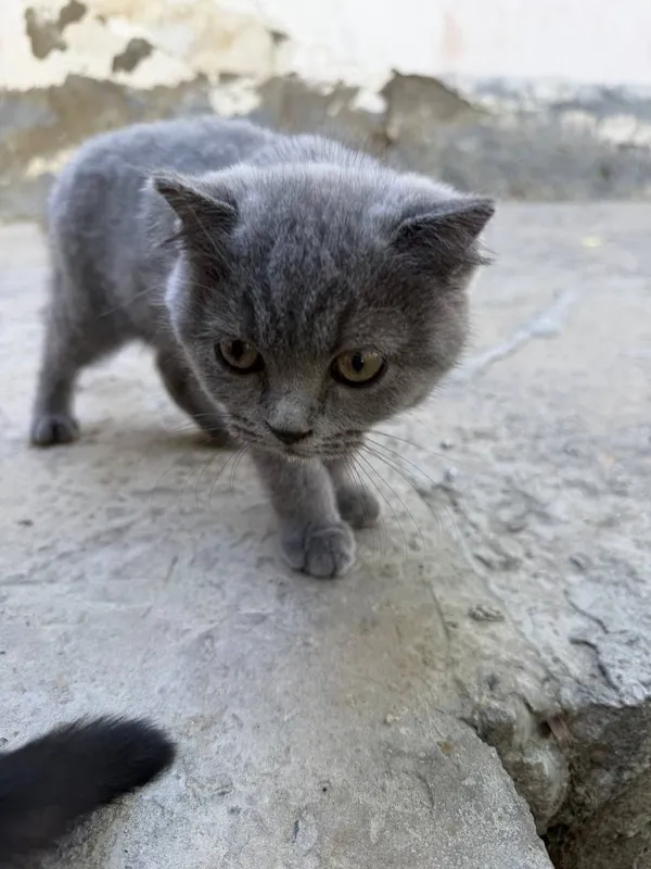 Продается кошки красивые 4