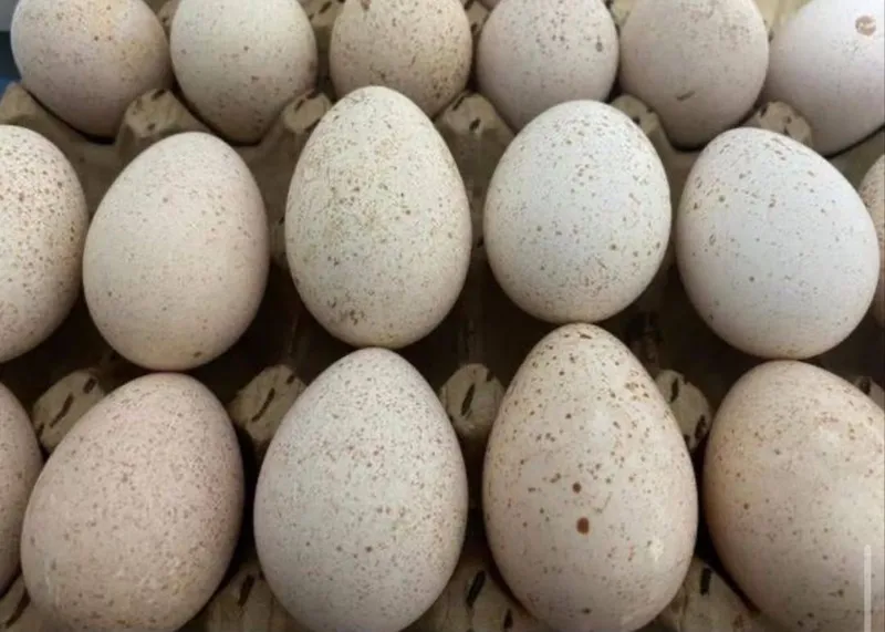 Qora Uxayul, qora bramma, qora jaydari tuxumlari — фото 2