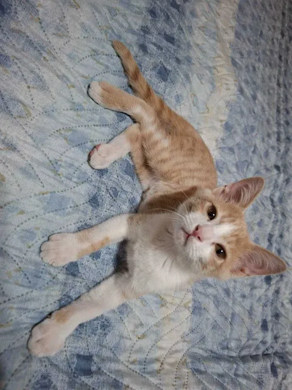 Котёнок в хорошие руки. 2