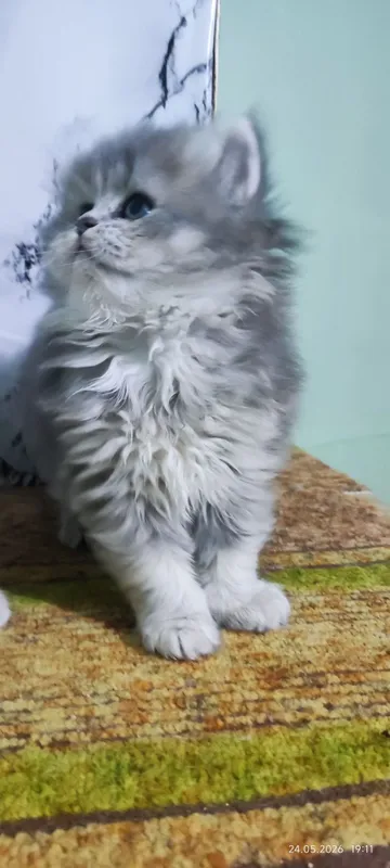 Котята скотиш страйт — фото 4
