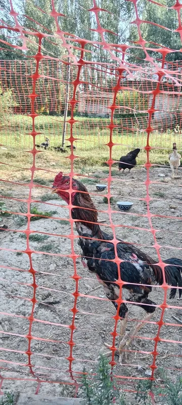 Dakan xuroz va tovuqlari sotuvda, zoti Saman va O shamo. 3 Dakan xuroz va tovuqlari sotuvda, zoti Saman va O shamo. 3