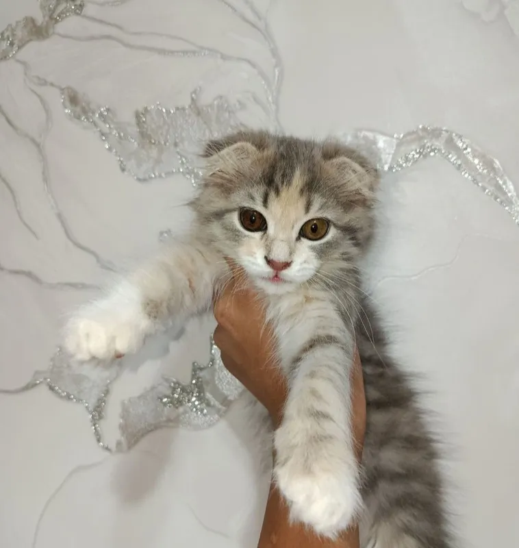 Не продаю! На вязку скотиш фолд 2