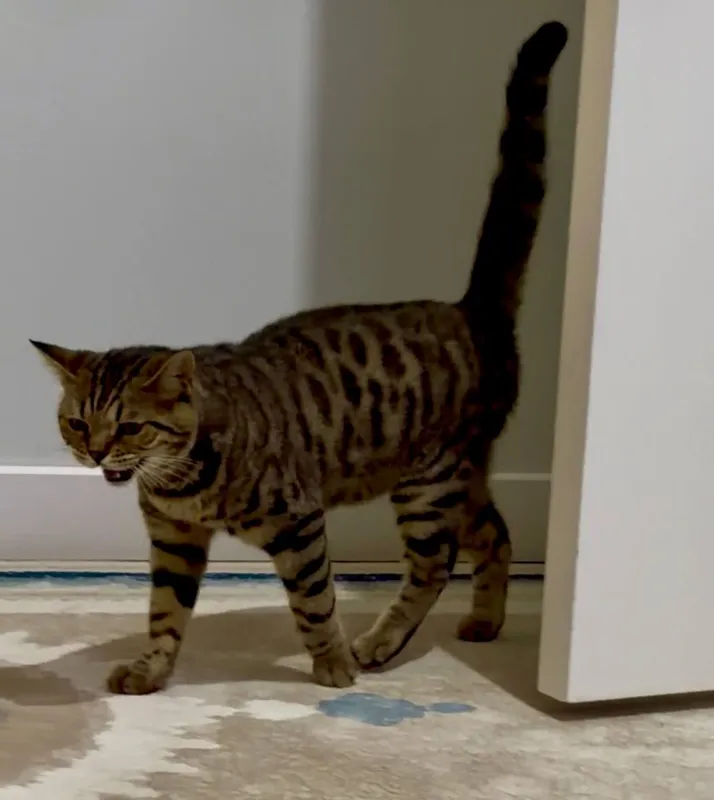 8 oylik bengal mushugi 2 8 oylik bengal mushugi 2