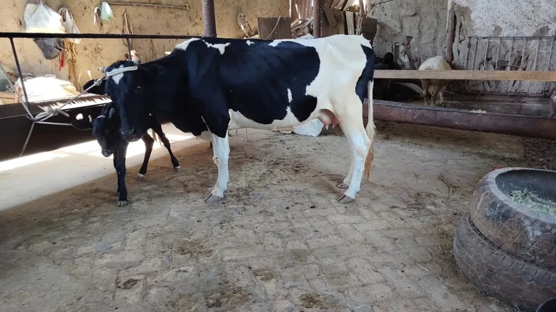 Ona bola sigirlar 2 Ona bola sigirlar 2