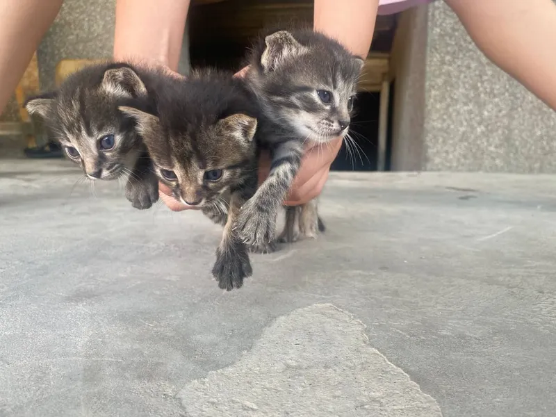 котята (породистые).. 1 котята (породистые).. 1