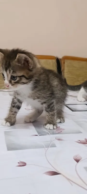 котята бесплатно в добрые руки 3 котята бесплатно в добрые руки 3