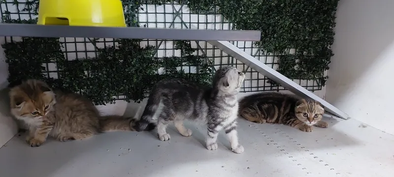 Котята Британская Шиншилла 1