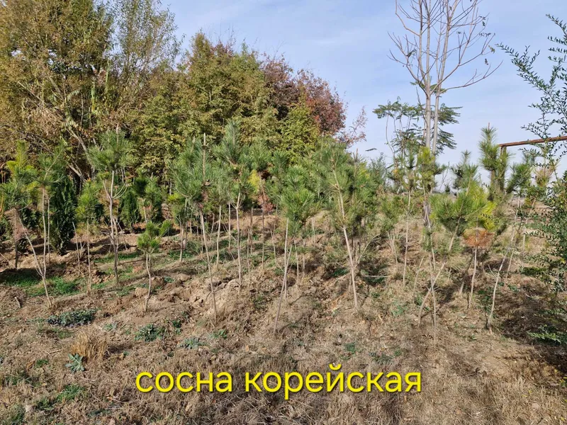 Нандина, Бересклет крылатый, Дёрен красный, Ель канадская, Скайрокет. — фото 6