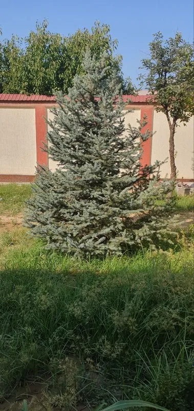 Голубая ель. Продается голубая ель, высота 3 метра. 2