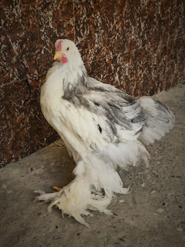 Galuboy Mramr Kox jo'jasi Galuboy Mramr Kox jo'jasi