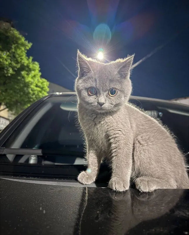 Zotili mushu : British shorthair toza qon — фото 2