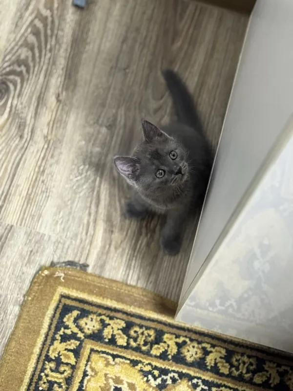 Mushuklarimiz sotuvda British Shorthair 2 Mushuklarimiz sotuvda British Shorthair 2