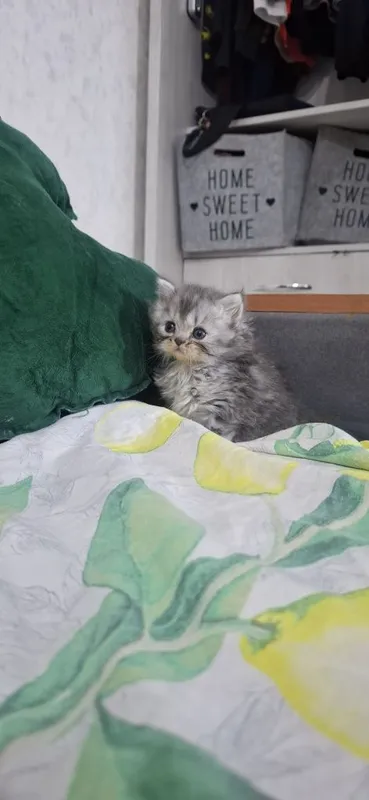 Продаются котята скотишь страйт,фолд. — фото 5