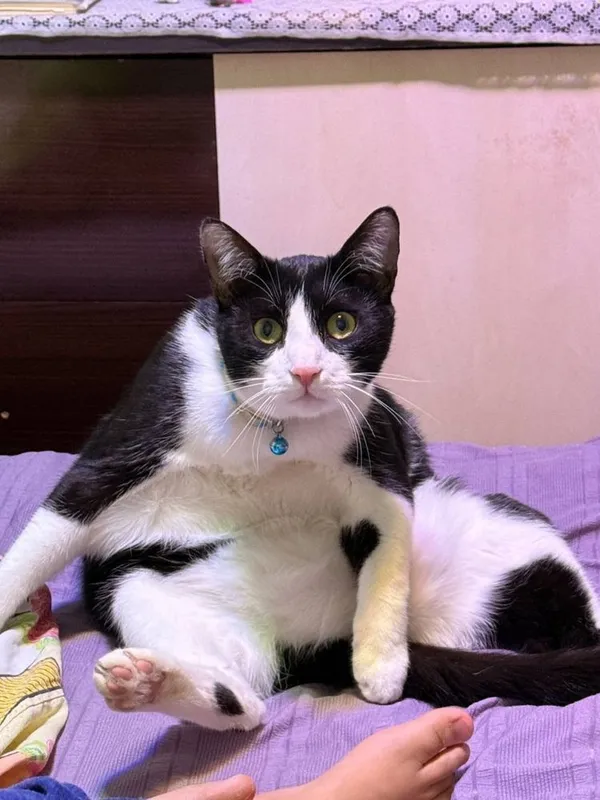 Отдаю в хорошие руки кота