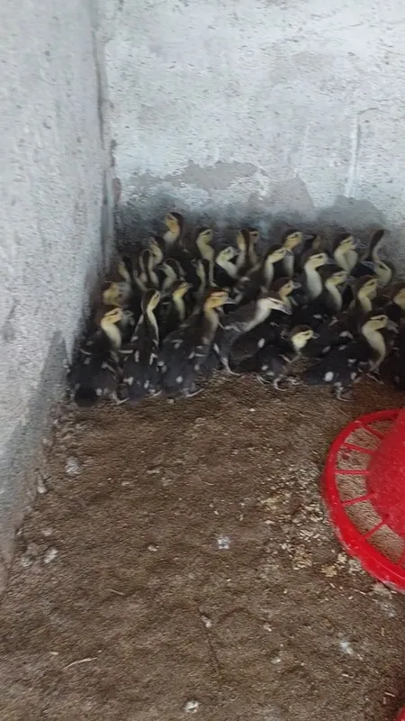 Yirik Qorabosh Indoutka jo'jalari sotiladi. 5