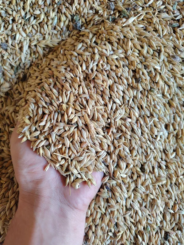 Lalmi to'q arpa sotildi Jizzax baxmalda 5 Lalmi to'q arpa sotildi Jizzax baxmalda 5