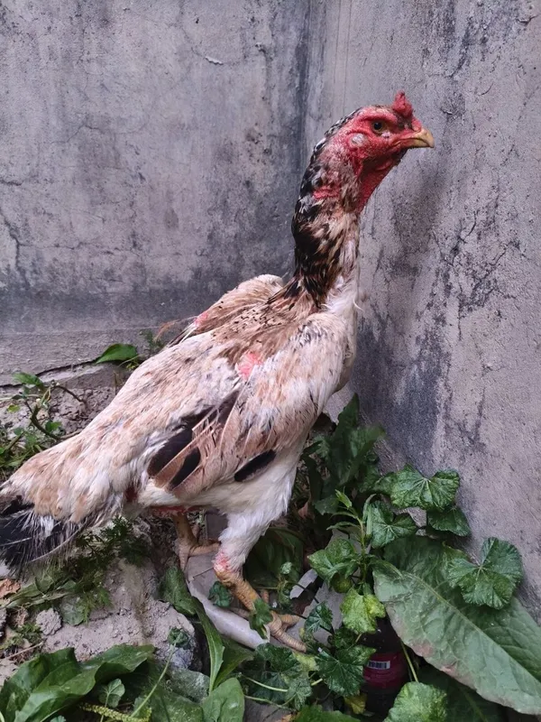 Dakan tovuq sotiladi narxini kelishimiz — фото 1