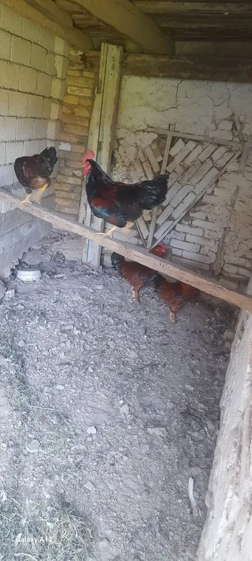 Продам петухов домашних 2