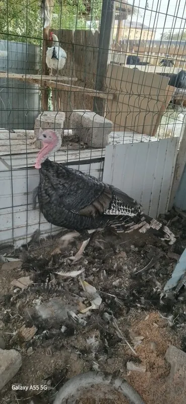 Kurka sotiladi. Adler sariq oyoq toza zot oila sotiladi. 2 Kurka sotiladi. Adler sariq oyoq toza zot oila sotiladi. 2
