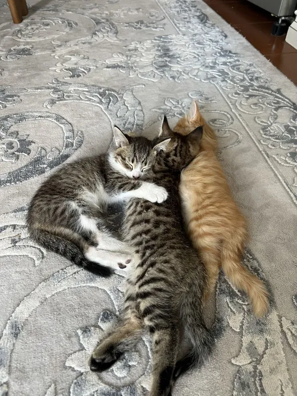Котята 3 месяца, домашние — фото 7