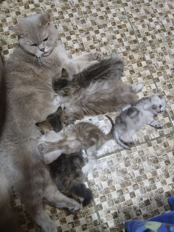 котики Шотландский мальчик и девочка 3