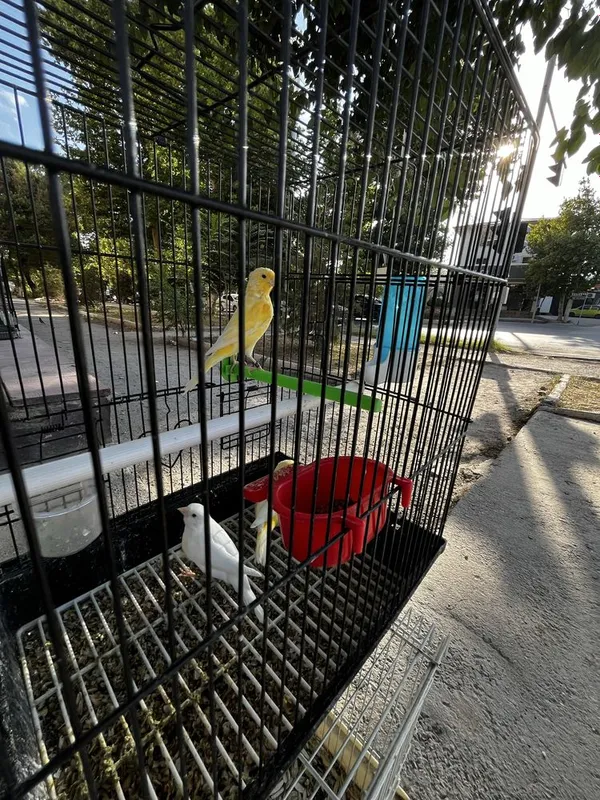 Канарейки продаются Канарейки продаются