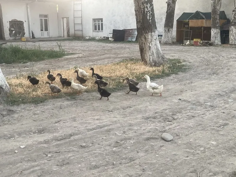 Urdak g’ozlar bor bolari bilan — фото 2