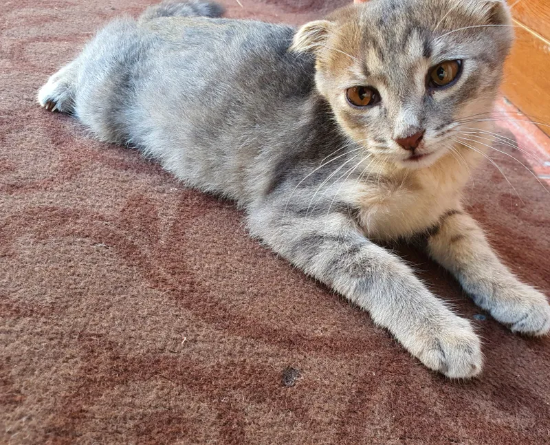 Mushuk scottish fold QIZ BOLA 4 OYLIK 1
