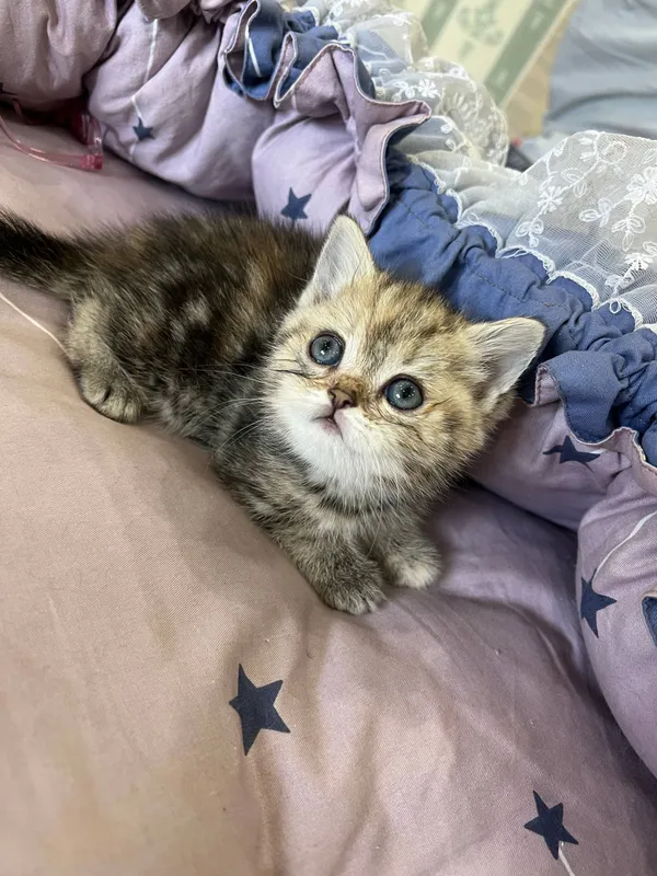 котята Shotland Skottish Strayt 7