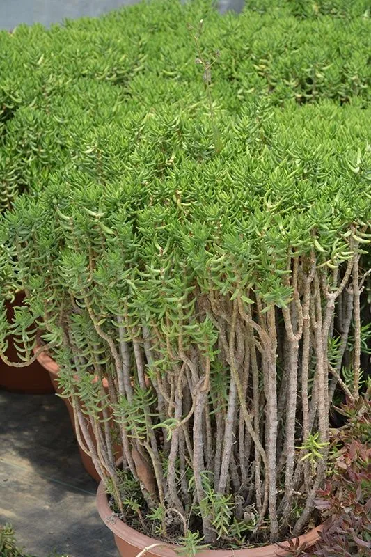 Крассула тетрагона (Crassula tetragona) — 20 см