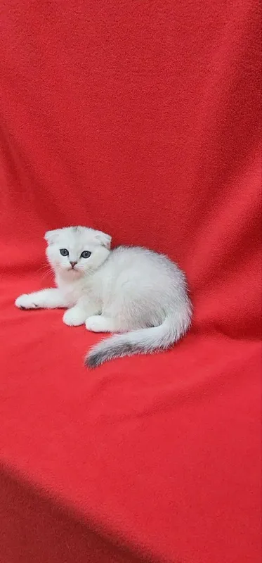 Скоттиш фолд серебристая шиншилла — фото 2