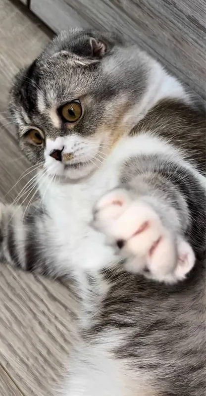 Scottish fold mushuk faqat AYOLLARGA! 5 Scottish fold mushuk faqat AYOLLARGA! 5