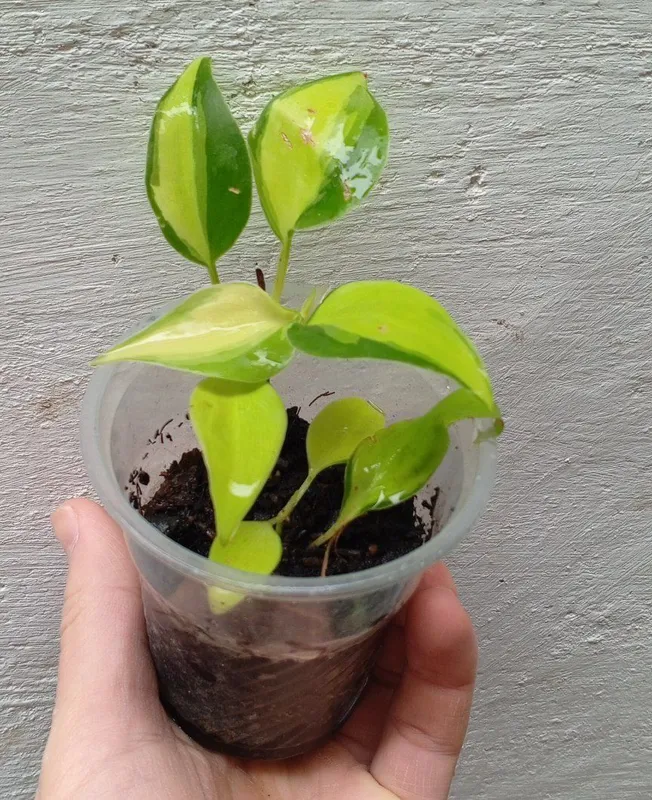 Filodendron Brazil. Uy va ofis uchun gullar 3 Filodendron Brazil. Uy va ofis uchun gullar 3
