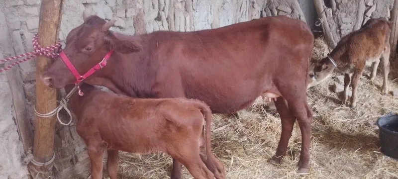 Mol sotiladi ona bola kafolati bilan 2