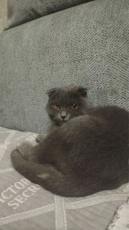 Скоттиш-фолд кошка