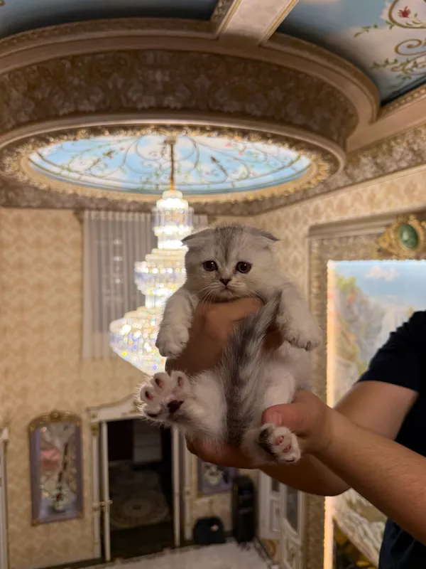 кошка скоттиш-фолд шиншила — фото 3