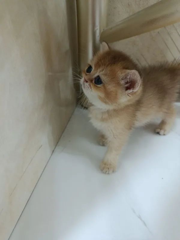 Продаётся котёнок британский 8