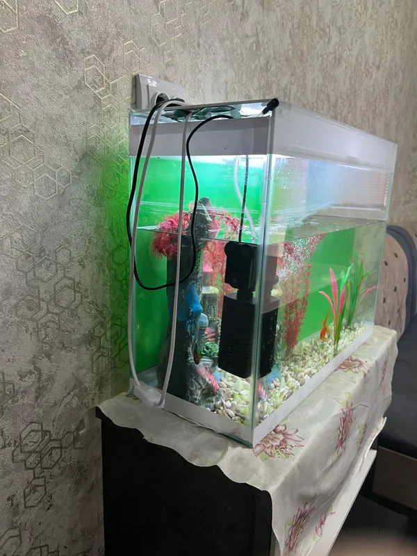 Аквариум 70x30x50, есть две рыбки 3