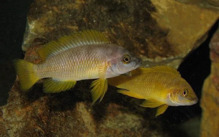 Neomprologus Mustax