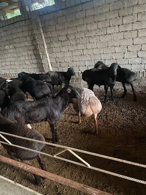 40 kilodan 80 kilogacha bo’lgan qo’chqorlar — фото 4