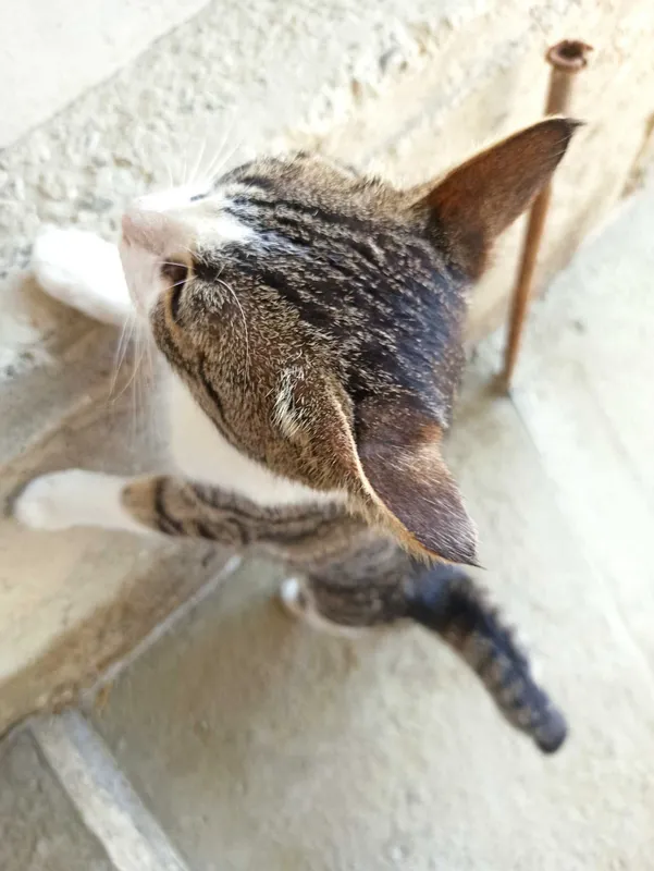 Mushuk erkak tekinga 3 Mushuk erkak tekinga 3