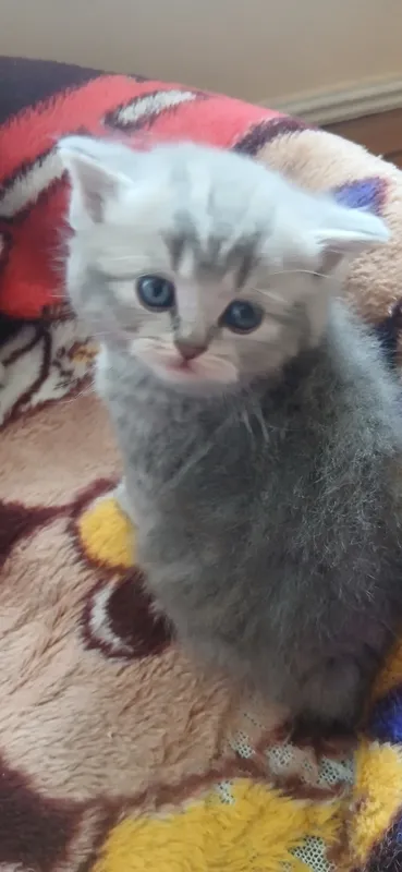 Shatlanski mushuklar
