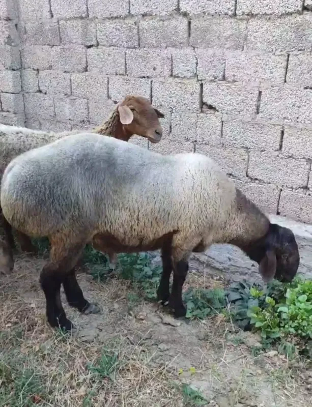 Qoʻchqor sotiladi 1 Qoʻchqor sotiladi 1