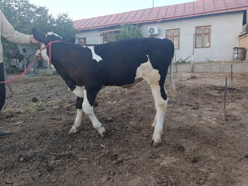 smental gibrit buqaca 4 oylik bovoti 8 smental gibrit buqaca 4 oylik bovoti 8