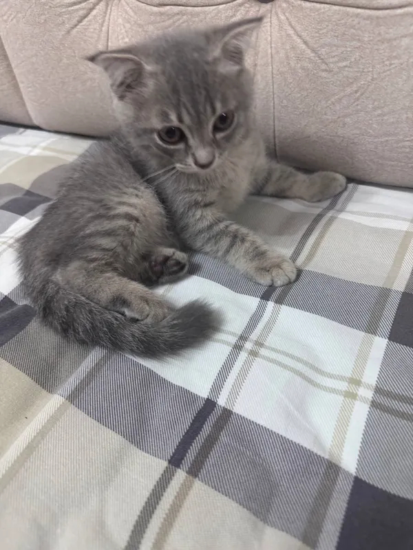 котёнок Scottish straight 1