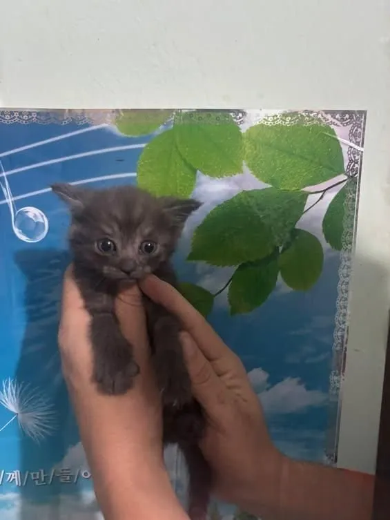 Mushuklar sotuvda 2 Mushuklar sotuvda 2