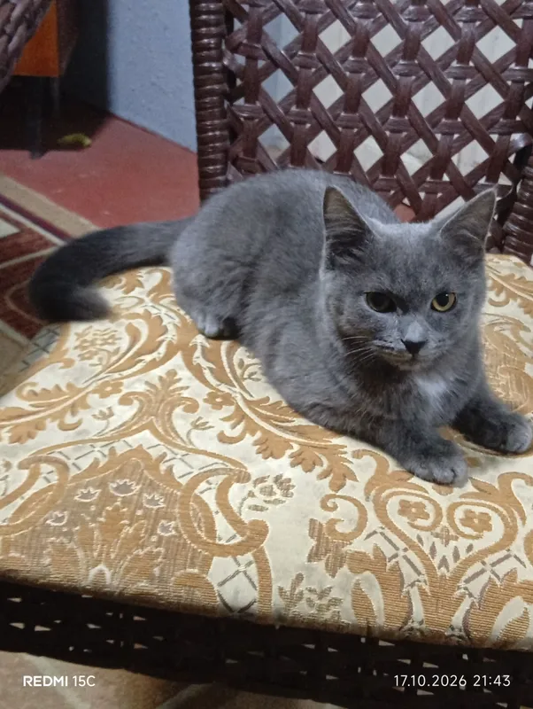 Продаётся котёнок, девочка, 5 месяцев 3 Продаётся котёнок, девочка, 5 месяцев 3