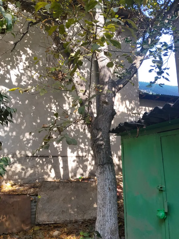 Дерево орех грецкий 2 Дерево орех грецкий 2